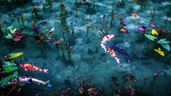 Wallpaper Fish, Swimming, Mobile, Fishes, Koi, Carp, Water, Desktop, Colorful