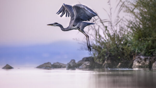 Wallpaper Bird, Mobile, Heron, Desktop, Animals