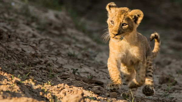 Wallpaper Lion, Running, Desktop, Cub