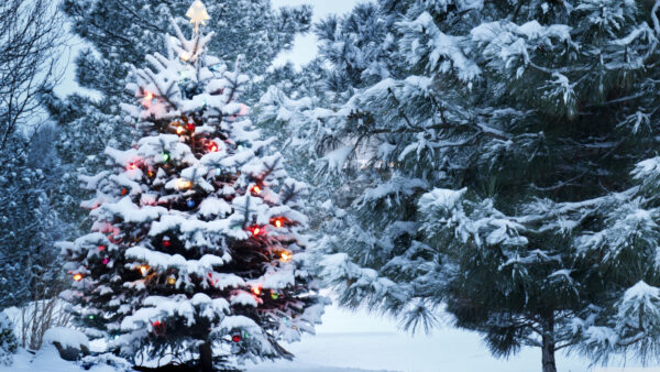 Wallpaper Christmas, Decoration, Lights, Field, Tree, Snow, Covered, Desktop
