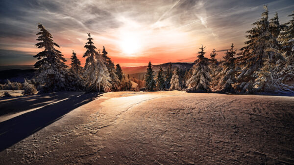 Wallpaper During, With, Covered, Snow, Desktop, Trees, Winter, Sunrise, Mountain