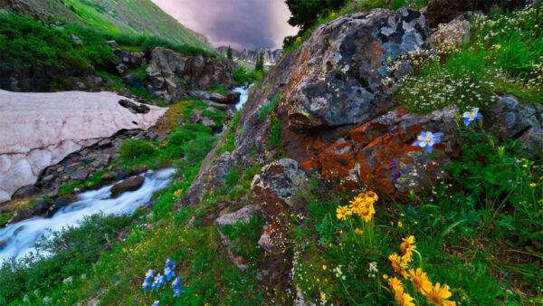 Wallpaper Nature, River, Beautiful, Flowers, Colorful, Stream, And, Plants, Rocks