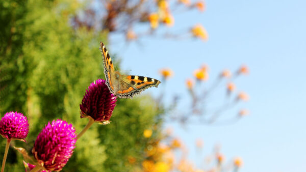 Wallpaper Black, Pink, Yellow, Butterfly, Desktop, Flower, Mobile