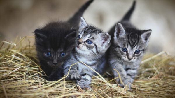 Wallpaper Kittens, Black, Cat, Blue, Are, Straw, Kitten, Sitting, White, Eyes, Paddy