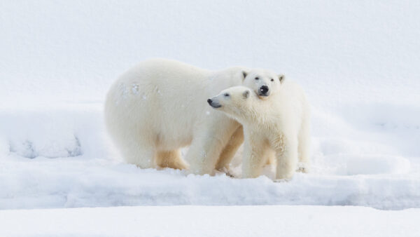 Wallpaper Bears, Desktop, With, Animals, Polar, Background, Snow