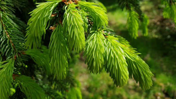 Wallpaper Green, Nature, Mobile, Spruce, Desktop, Leaves, Branches, Needles