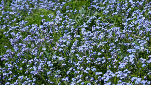 Wallpaper Blue, Field, Green, Flowers, Plants, Desktop, Leaves, Mobile