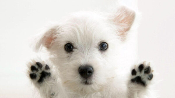 Wallpaper Closeup, Desktop, White, Puppy, Background, Photo, Animals, Cute