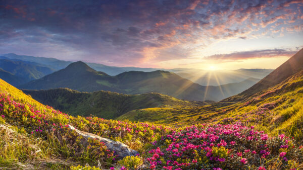 Wallpaper Sunrays, Pink, Mountains, Slope, Mobile, Under, Nature, Grass, Sky, Plants, Desktop, Blue, Flowers