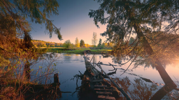 Wallpaper Wood, Green, Nature, Yellow, River, Swamp, Trees, Landscape, View