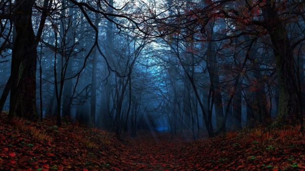 Wallpaper Fog, Nature, Covered, Leaves, Dry, Forest, Ground, Trees