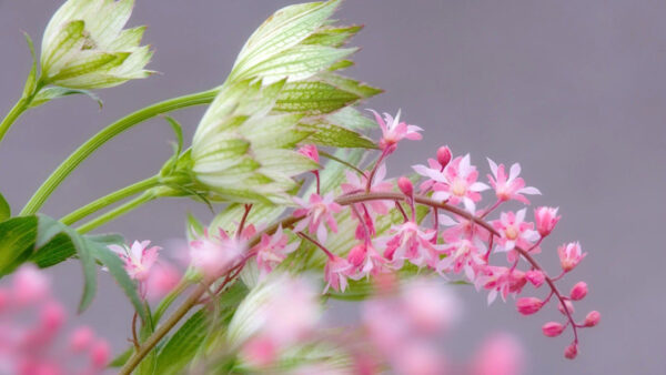 Wallpaper Beautiful, Desktop, Spring, Flowers, Background