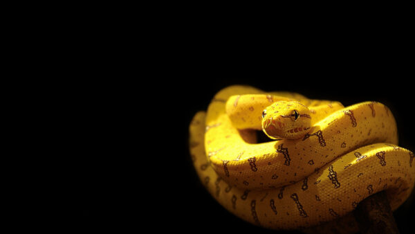 Wallpaper Black, Background, Yellow, Snake, Desktop