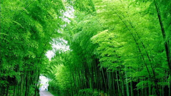 Wallpaper Between, Under, White, Sky, Bamboo, Trees, Road, Forest