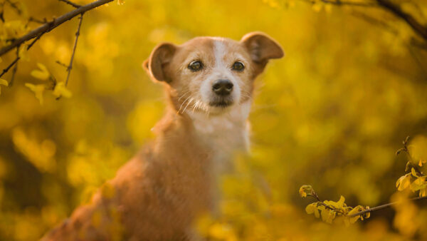 Wallpaper Flowers, Field, Standing, Dog, Yellow, Background, Blur