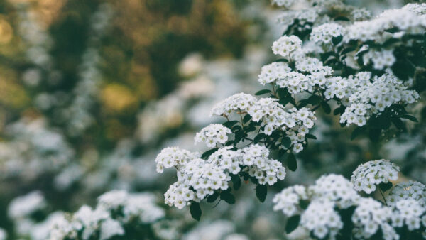 Wallpaper Bokeh, Blur, Green, Desktop, Background, Leaves, White, Flowers, Plant, Mobile