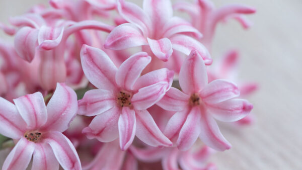 Wallpaper Pink, Hyacinth, Flowers, Striped