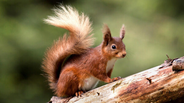 Wallpaper Squirrel, Brown, Desktop, Tree, Climbing