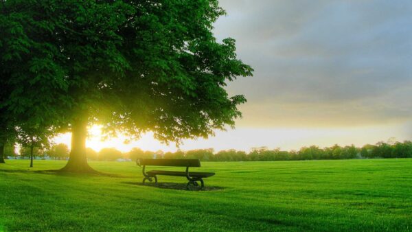 Wallpaper Green, Background, Nature, Field, Middle, Tree, The, Bench, Grass, Sunrays
