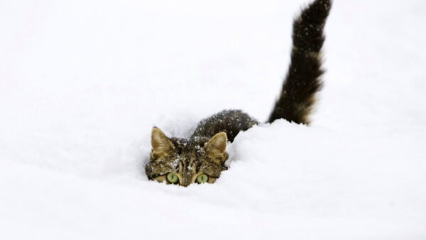 Wallpaper Snow, Desktop, Eyes, Cat, Green, Between