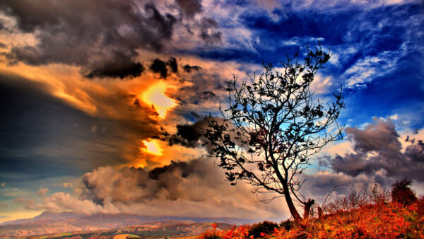 Wallpaper White, Blue, Clouds, Nature, Tree, Under, Yellow, Sky