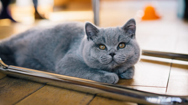 Wallpaper Floor, Dark, Eyes, Ash, Cat, Yellow