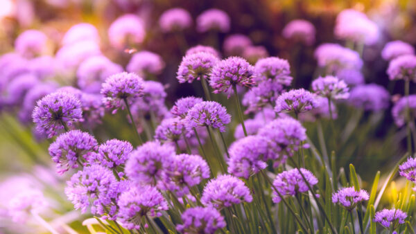 Wallpaper Petals, Purple, Flowers, Sunrays, Plants, Mobile, Green, Blur, Background, Desktop