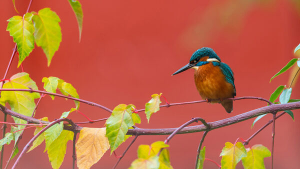 Wallpaper Background, Blue, Birds, Tree, Bird, Branch, Kingfisher, Perching, Brown, Light, Red