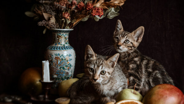 Wallpaper Near, Cat, Brown, Two, Desktop, Pot, Flower, Kittens, Are, Sitting, Black