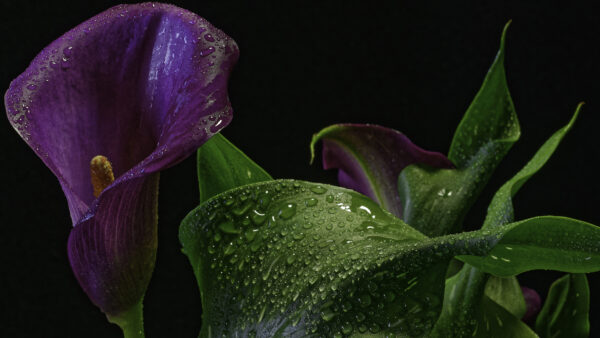 Wallpaper Flowers, Purple, Leaves, Lily, Background, With, Green, Calla, Black, Dark, Drops, Desktop, Water, Mobile