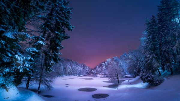 Wallpaper Covered, Beautiful, Spruce, Winter, During, Trees, Snow