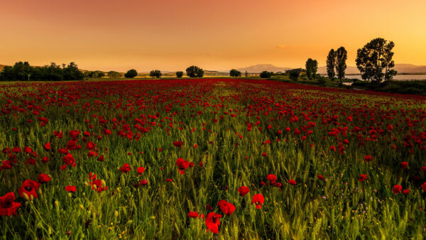 Wallpaper Yellow, Poppy, Beautiful, Field, Blue, Common, Trees, Under, Light, Green, Red, Flowers, Sky