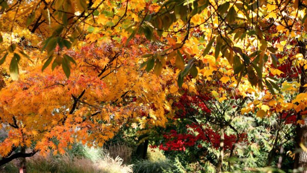 Wallpaper Background, Autumn, Green, Beautiful, Mobile, Red, Desktop, Forest, Trees, Leaves, Yellow