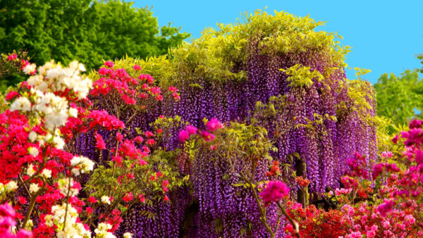 Wallpaper Branches, Flowers, Background, Pink, Blue, Sky, Purple, Tree, Wisteria, White