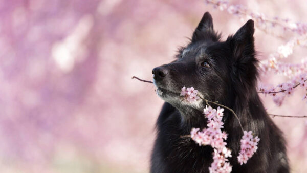 Wallpaper Belgian, With, Flowers, Pink, Dog, Blur, Shepherd, Background