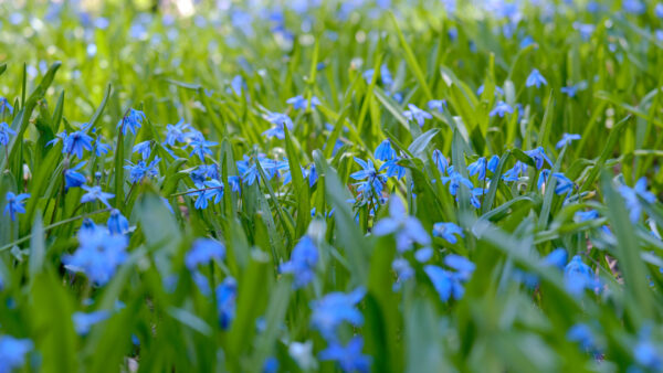 Wallpaper Green, Leaves, Flowers, Blue, Plants