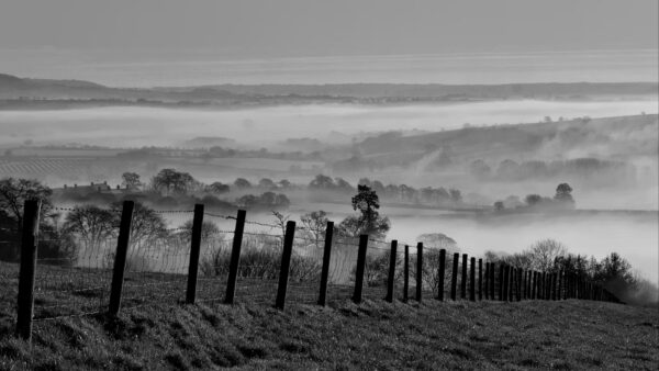 Wallpaper Image, Fence, Mobile, And, White, Nature, Forest, With, Fog, Black, Trees, Desktop