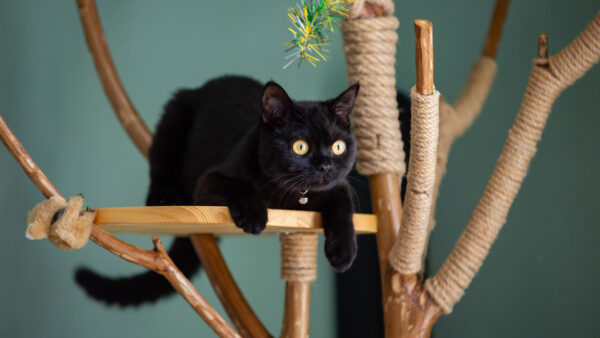 Wallpaper With, Sitting, Wood, Look, Black, Board, Green, Cat, Sage, Stare, Eyes, Background, Yellow, Light