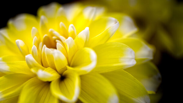Wallpaper White, Yellow, Dahlia, Photography, View, Closeup, Petals, Flower