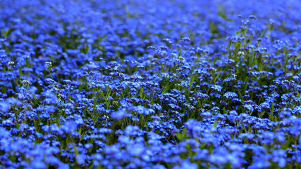 Wallpaper Blue, Plants, Background, Flowers, Green, Forget-Me-Not, Blur