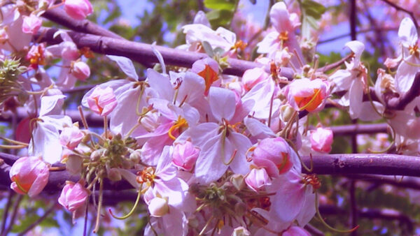 Wallpaper View, Flowers, Tree, Branches, Blossom, Pink, Closeup, Spring