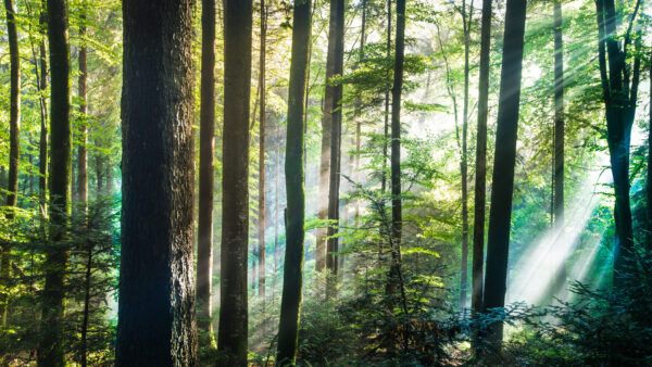 Wallpaper Trees, Green, Nature, Sunrays, Through, Forest