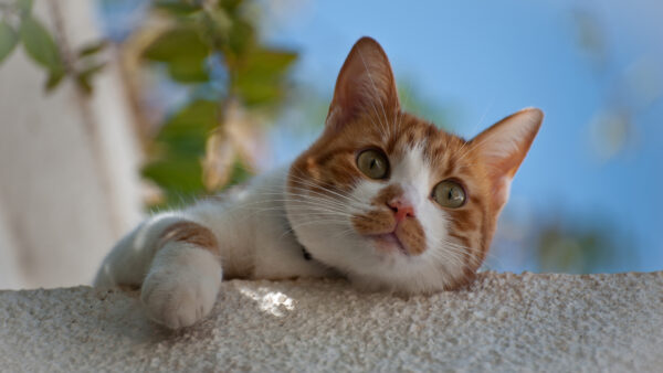 Wallpaper Background, WALL, Top, Funny, White, Brown, Blue, Cat, Sky