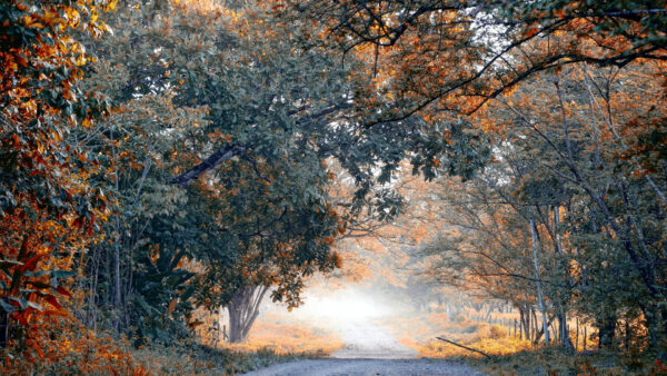 Wallpaper Between, Leaves, Road, Trees, Orange, Green, Path, Autumn