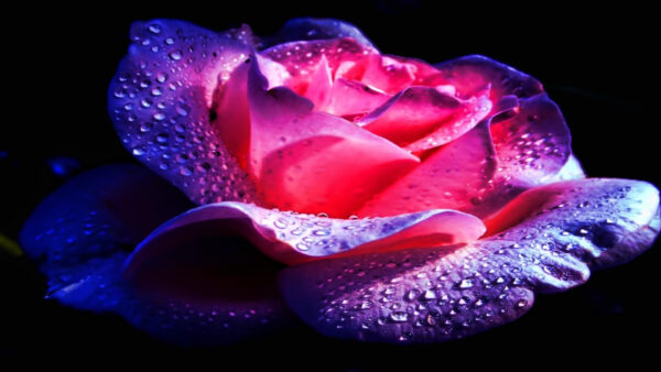 Wallpaper Pink, Waterdrops, Rose, Purple, With