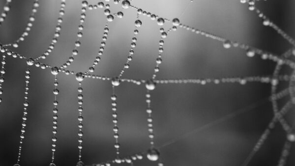 Wallpaper Spider, Photography, Web, Drops, Background, Blur, Water