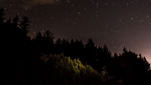 Wallpaper Sky, Desktop, Nature, Forest, During, Nighttime, Trees, Under, Green, Mobile, Starry