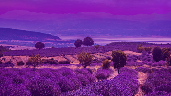 Wallpaper Nature, Lavender, Trees, Bushes, Mobile, View, Mountains, Background, Purple, Desktop, Flowers, Landscape