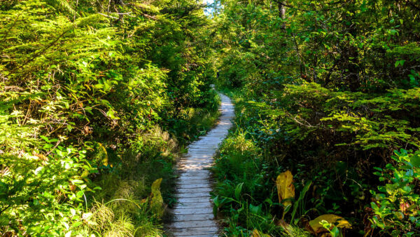 Wallpaper Grass, Bushes, Between, Forest, Trail, Trees, Nature, Path