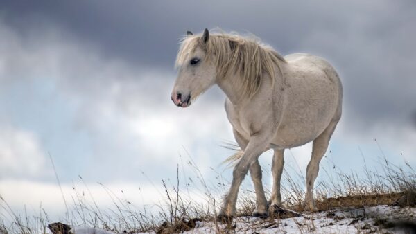 Wallpaper Sky, Snow, Horse, Blue, Walking, Background, White, Field